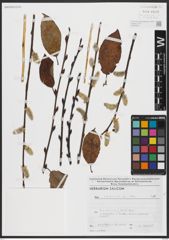 Foto von Salix caprea L.